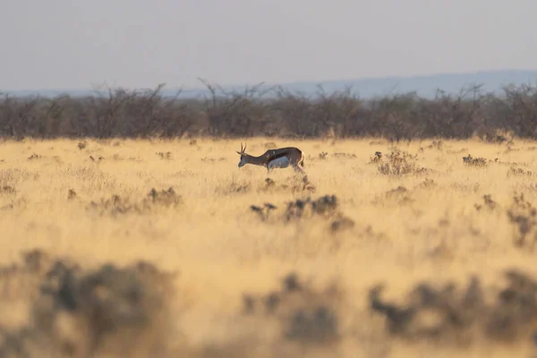 カモシカ オリックス ナミビア 南アフリカのサファリ保守的な国立公園の森林フィールド内の野生動物 自然景観背景 — ストック写真