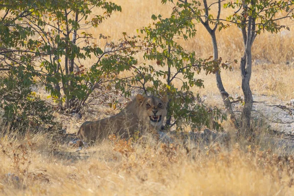 Lion Wildlife Animal Forest Field Safari Conservative National Park Namibia — Stock Photo, Image