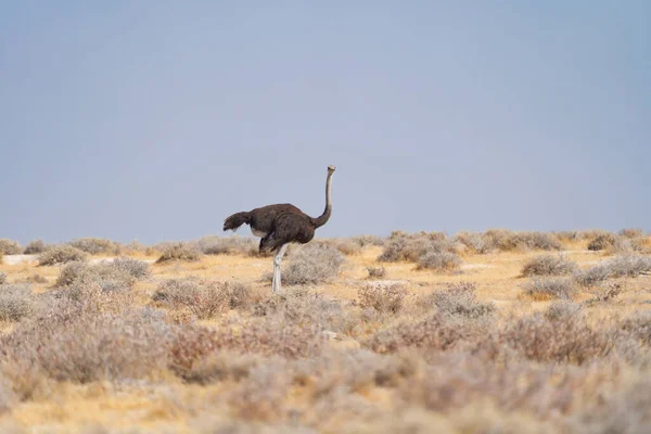Straußenvogel Wildtiere Einem Waldgebiet Safari Nationalpark Namibia Südafrika Hintergrund Der — Stockfoto