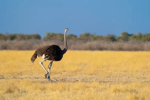 Struś Ptak Dzikie Zwierzęta Polach Leśnych Konserwatywnym Parku Narodowym Safari — Zdjęcie stockowe