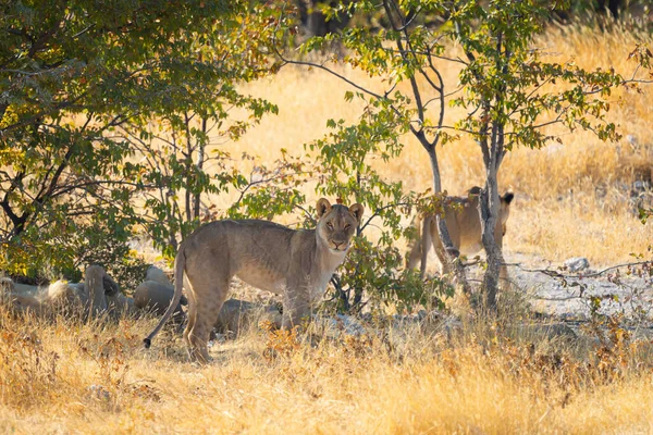 南非纳米比亚狩猎保守国家公园森林里的野生动物 自然景观背景 — 图库照片