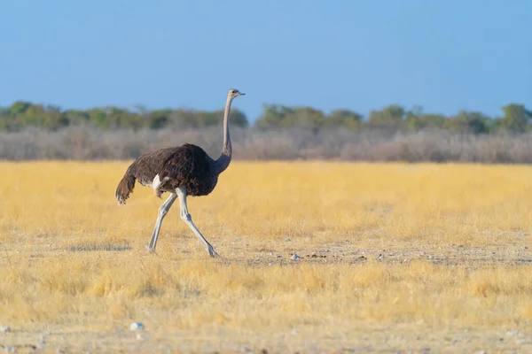 stock image Ostrich bird. wildlife animal in forest field in safari conservative national park in Namibia, South Africa. Natural landscape background.