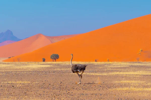 stock image Ostrich bird. wildlife animal in forest field in safari conservative national park in Namibia, South Africa. Natural landscape background.