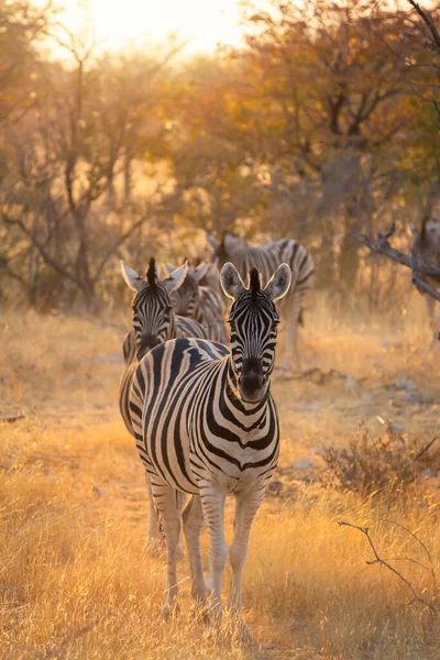 Zebra Wilde Dieren Het Bos Veld Safari Conservatieve Nationale Park — Stockfoto