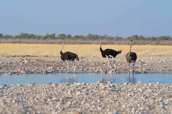 Straußenvogel Wildtiere Einem Waldgebiet Safari Nationalpark Namibia Südafrika Hintergrund Der — Stockfoto