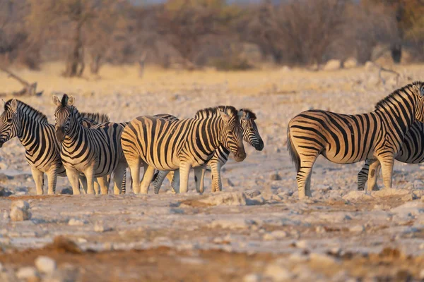 ゼブラ ナミビア 南アフリカのサファリ保守的な国立公園の森林フィールド内の野生動物 自然景観背景 — ストック写真