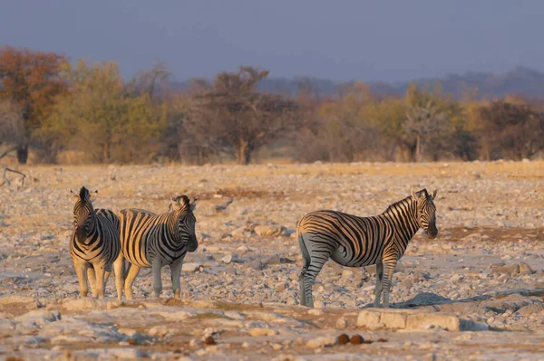 Zebra Vagyok Vadállatok Erdei Területen Szafari Konzervatív Nemzeti Parkban Namíbiában — Stock Fotó