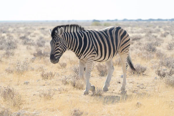 Zebra Wilde Dieren Het Bos Veld Safari Conservatieve Nationale Park — Stockfoto