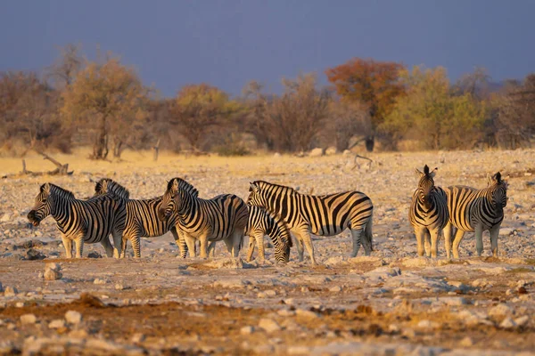 Зебра Животное Лесном Поле Консервативном Национальном Парке Сафари Намибии Южная — стоковое фото