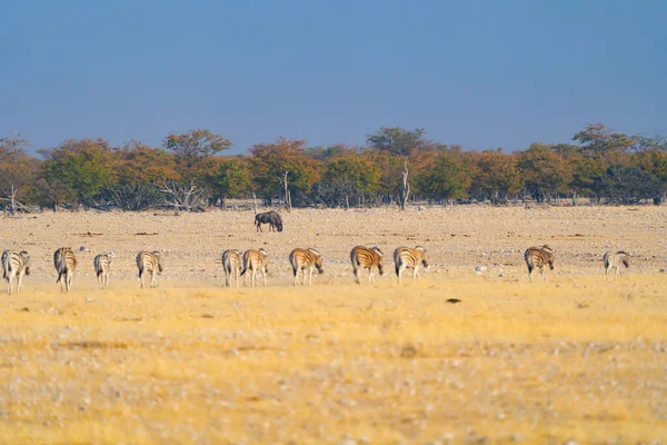 Zebra Wildtiere Einem Waldgebiet Safari Nationalpark Namibia Südafrika Hintergrund Der — Stockfoto