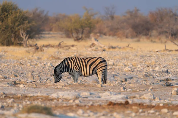 Zebra Viltdjur Skogsmark Den Konservativa Nationalparken Safari Namibia Sydafrika Naturlandskap — Stockfoto