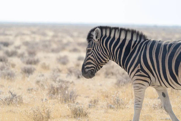 Zebra Wildtiere Einem Waldgebiet Safari Nationalpark Namibia Südafrika Hintergrund Der — Stockfoto