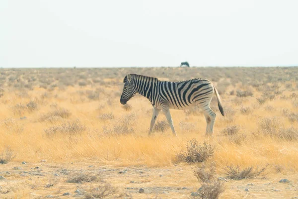 ゼブラ ナミビア 南アフリカのサファリ保守的な国立公園の森林フィールド内の野生動物 自然景観背景 — ストック写真