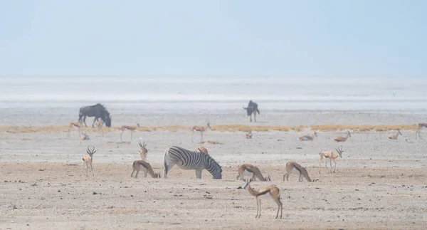 Zebra Dzikie Zwierzęta Polach Leśnych Konserwatywnym Parku Narodowym Safari Namibii — Zdjęcie stockowe