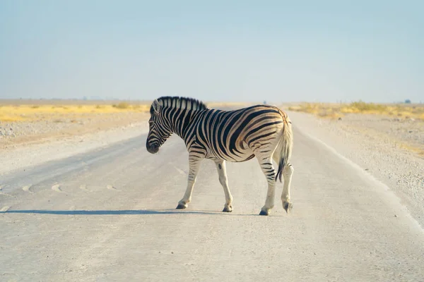 Zebra Animais Selvagens Campo Florestal Parque Nacional Conservador Safari Namíbia — Fotografia de Stock