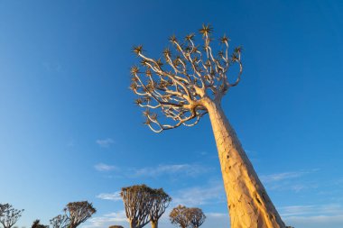 Titrek Ağaçlar. Güney Afrika, Namibya 'da yaz mevsiminde ulusal parktaki orman arazisindeki kuru ağaçlar. Doğal manzara arka planı.