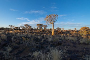 Titrek Ağaçlar. Güney Afrika, Namibya 'da yaz mevsiminde ulusal parktaki orman arazisindeki kuru ağaçlar. Doğal manzara arka planı.