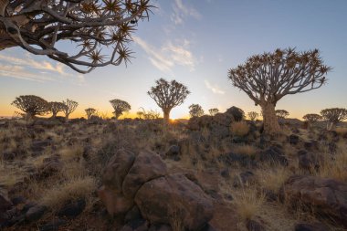 Titrek Ağaçlar. Güney Afrika, Namibya 'da yaz mevsiminde ulusal parktaki orman arazisindeki kuru ağaçlar. Doğal manzara arka planı.