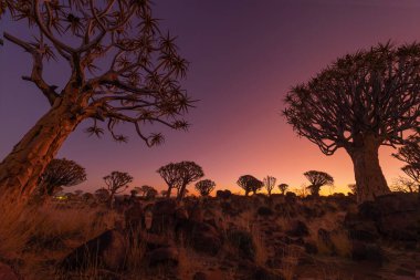 Titrek Ağaçlar. Güney Afrika, Namibya 'da yaz mevsiminde ulusal parktaki orman arazisindeki kuru ağaçlar. Doğal manzara arka planı.