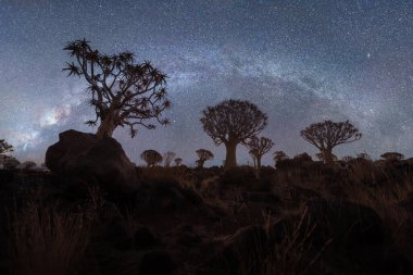 Titrek ağaçlar Samanyolu ve yıldızlarla. Güney Afrika, Namibya 'da yaz mevsiminde ulusal parktaki orman arazisindeki kuru ağaçlar. Doğal manzara arka planı.