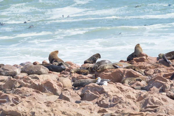 Тюлень Морской Лев Животное Лесном Поле Консервативном Национальном Парке Сафари — стоковое фото