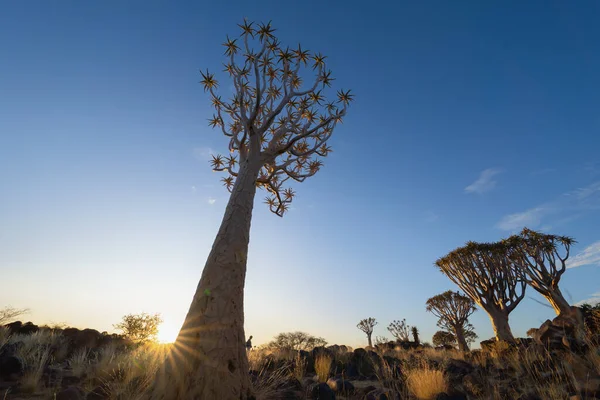 Quiver Bomen Droge Bomen Bosgebied Nationaal Park Het Zomerseizoen Namibië — Stockfoto
