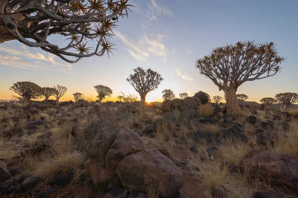 Die Köcherbäume Trockene Bäume Einem Waldgebiet Nationalpark Namibia Südafrika Hintergrund — Stockfoto