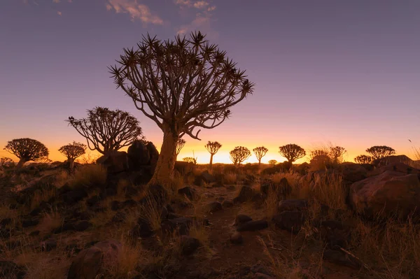 クワイバーの木 南アフリカのナミビアの夏の季節に国立公園の森林フィールドで乾燥した木 自然景観背景 — ストック写真