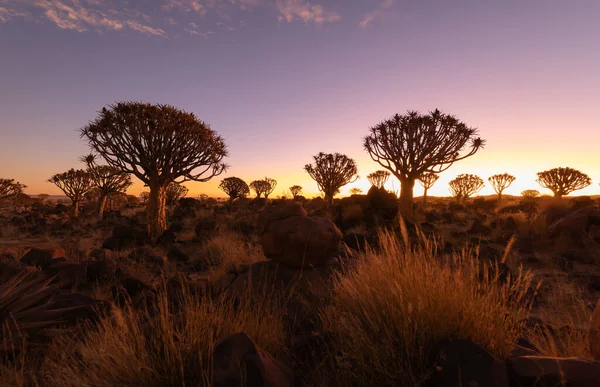 stock image The Quiver Trees. Dry trees in forest field in national park in summer season in Namibia, South Africa. Natural landscape background.