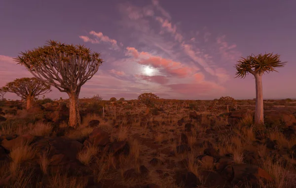 Quiver Bomen Droge Bomen Bosgebied Nationaal Park Het Zomerseizoen Namibië — Stockfoto