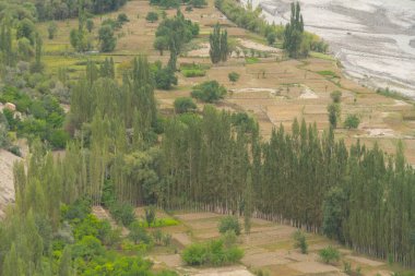 Karakoram yüksek dağ tepelerindeki orman ağaçları. Doğa manzarası geçmişi, Skardu-Gilgit, Pakistan. Tatilde seyahat.