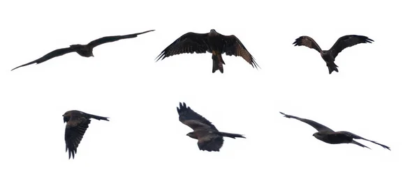 鷹の鳥 または鳩が白い背景に孤立して飛んで閉じます 野生動物ハンター — ストック写真