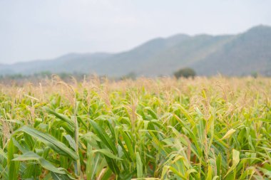 Organik mısır ya da mısır tarlası, Tayland 'dan geleneksel ekonomik bitki. Doğa arkaplanı.