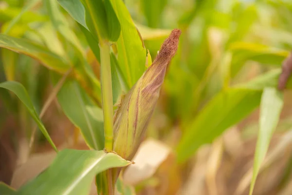Bio Mais Oder Maisfeld Traditionelle Pflanze Aus Thailand Hintergrund Natur — Stockfoto