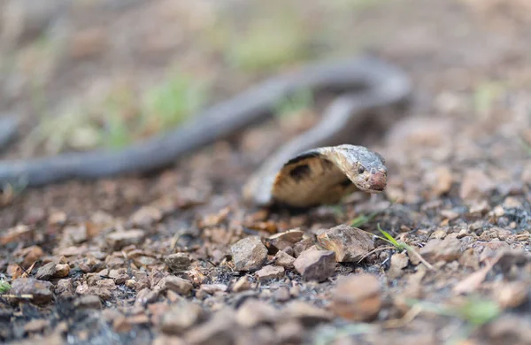 Cobra Poison Snake Nature Forest Animal — Stock Photo, Image