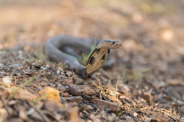 Cobra Cobra Venenosa Floresta Natural Animais — Fotografia de Stock