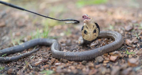 Kobra Jadowity Wąż Lesie Natury Zwierzęta — Zdjęcie stockowe