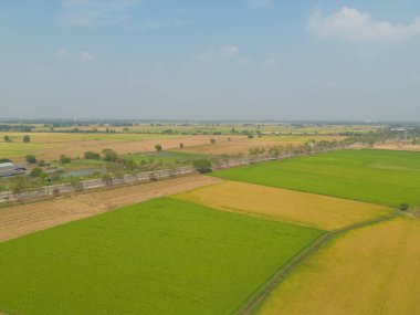 Taze çeltik pirincinin havadan görünüşü, Asya 'nın kırsal ya da kırsal kesimindeki yeşil tarım alanı. Doğa manzarası arka planı.