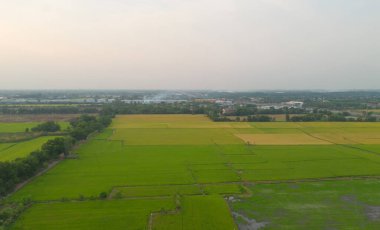 Taze çeltik pirincinin havadan görünüşü, Asya 'nın kırsal ya da kırsal kesimindeki yeşil tarım alanı. Doğa manzarası arka planı.
