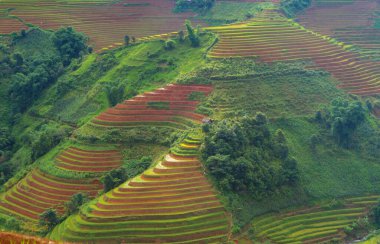 Taze çeltik pirinç teraslarının havadan görünüşü, Mu Cang Chai 'nin kırsal ya da kırsal kesimindeki yeşil tarım alanları, Asya' daki dağ tepeleri vadisi, Vietnam. Doğa manzarası arka planı.
