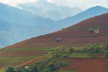 Taze çeltik pirinç teraslarının havadan görünüşü, Mu Cang Chai 'nin kırsal ya da kırsal kesimindeki yeşil tarım alanları, Asya' daki dağ tepeleri vadisi, Vietnam. Doğa manzarası arka planı.