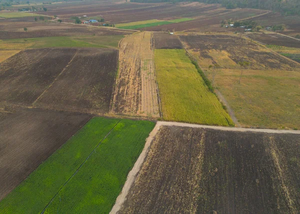 Vista Aérea Terrazas Arroz Con Cáscara Campos Agricultura Verde Campo —  Fotos de Stock
