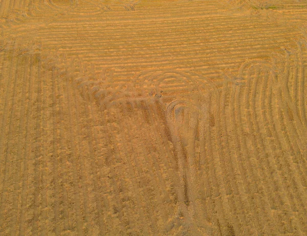 Aerial Top View Dry Paddy Rice Terraces Πράσινα Αγροκτήματα Στην — Φωτογραφία Αρχείου