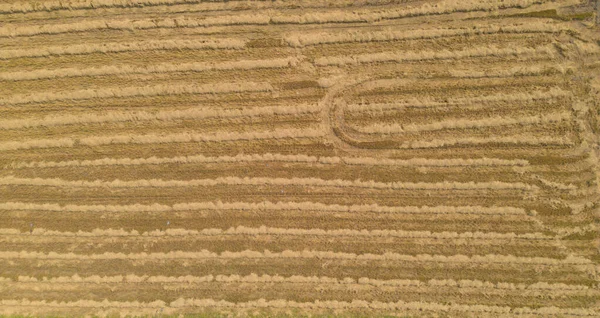 Aerial Top View Dry Paddy Rice Terraces Πράσινα Αγροκτήματα Στην — Φωτογραφία Αρχείου