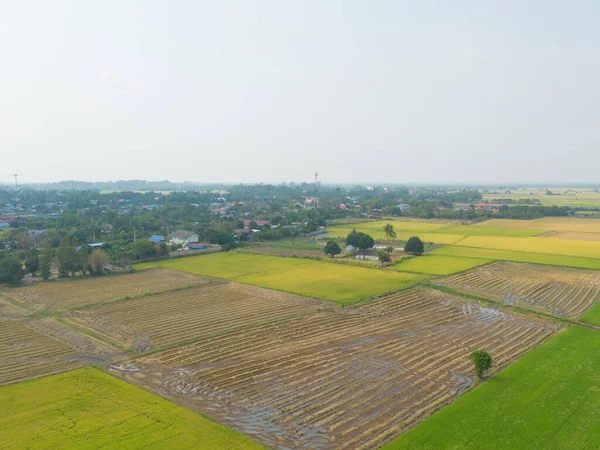 Вид Сверху Воздуха Свежий Рис Зеленое Сельскохозяйственное Поле Сельской Местности — стоковое фото