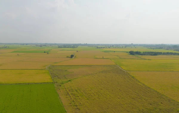 Taze Çeltik Pirincinin Havadan Görünüşü Asya Nın Kırsal Kırsal Kesimindeki — Stok fotoğraf