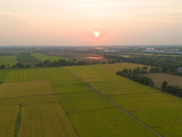 Bovenaanzicht Vanuit Lucht Van Verse Padie Groen Landbouwveld Het Platteland — Stockfoto