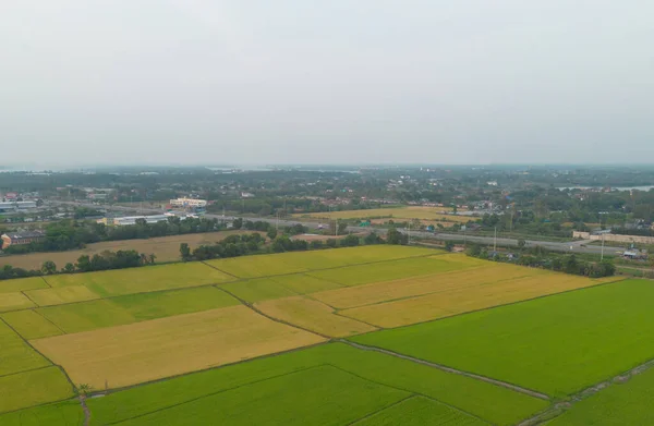 Αεροφωτογραφία Του Φρέσκου Ρυζιού Paddy Του Πράσινου Γεωργικού Τομέα Στην — Φωτογραφία Αρχείου