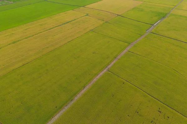 Luftaufnahme Von Frischem Reis Grünen Landwirtschaftlichen Feld Der Landschaft Oder — Stockfoto
