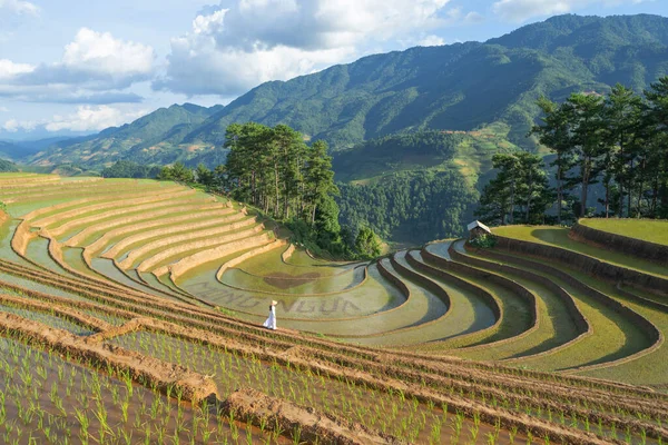 Ένας Αγρότης Φρέσκο Αναποφλοίωτο Ρύζι Βεράντες Πράσινα Αγροκτήματα Στην Ύπαιθρο — Φωτογραφία Αρχείου